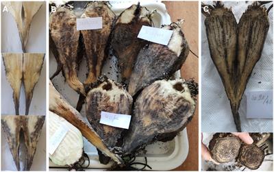 A biotroph sets the stage for a necrotroph to play: ‘Candidatus Phytoplasma solani’ infection of sugar beet facilitated Macrophomina phaseolina root rot